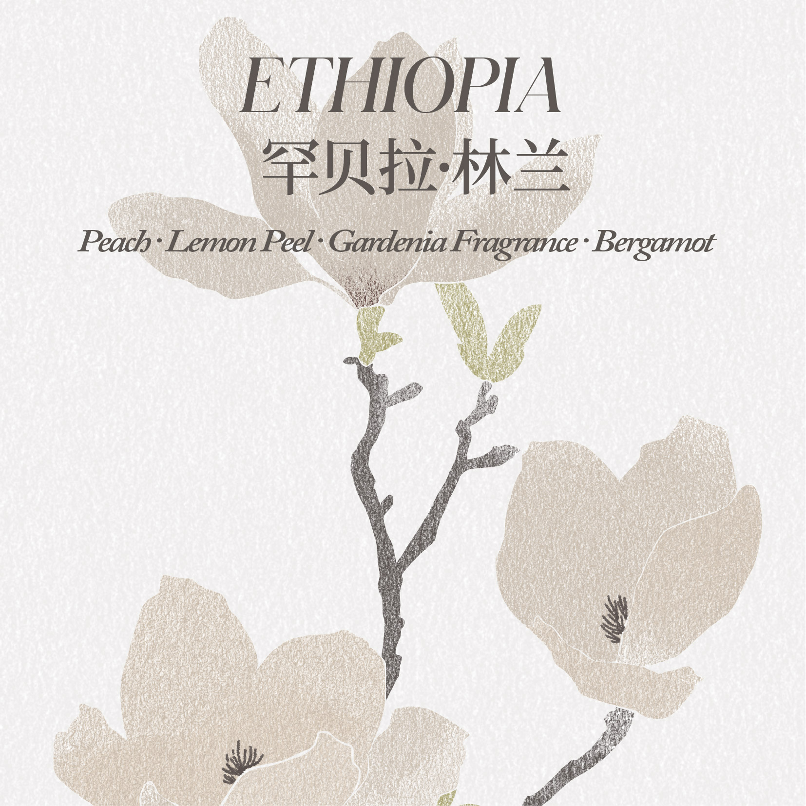 埃塞俄比亚 罕贝拉 林兰 水洗处理